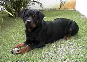 Família Mendara